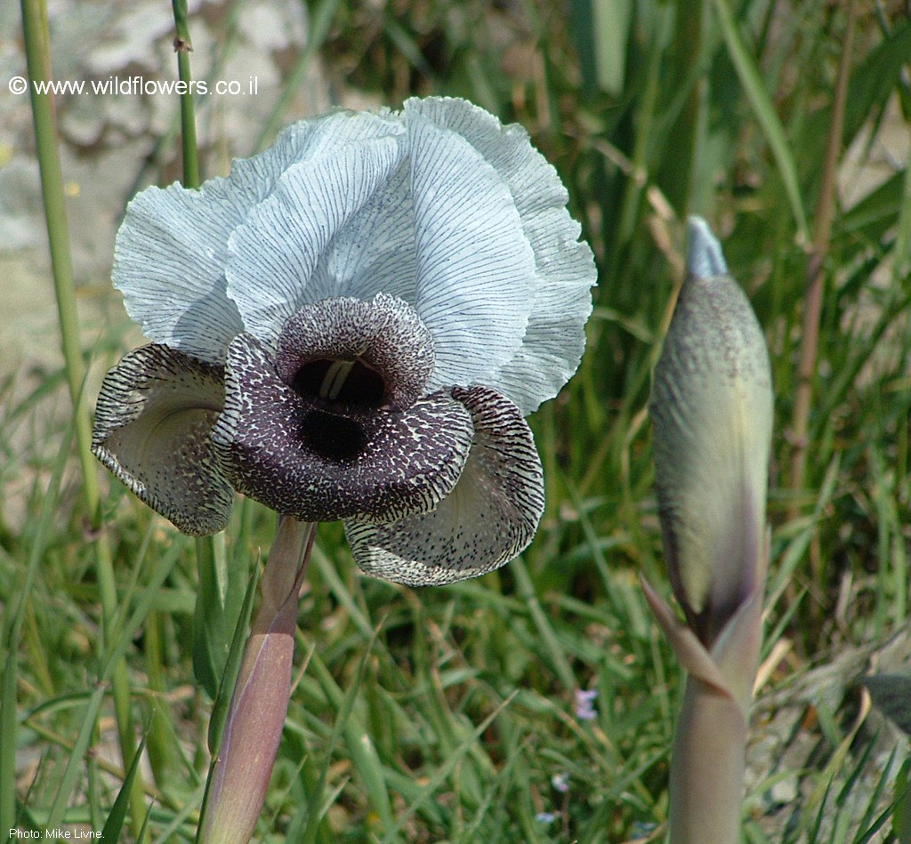 Iris hermona